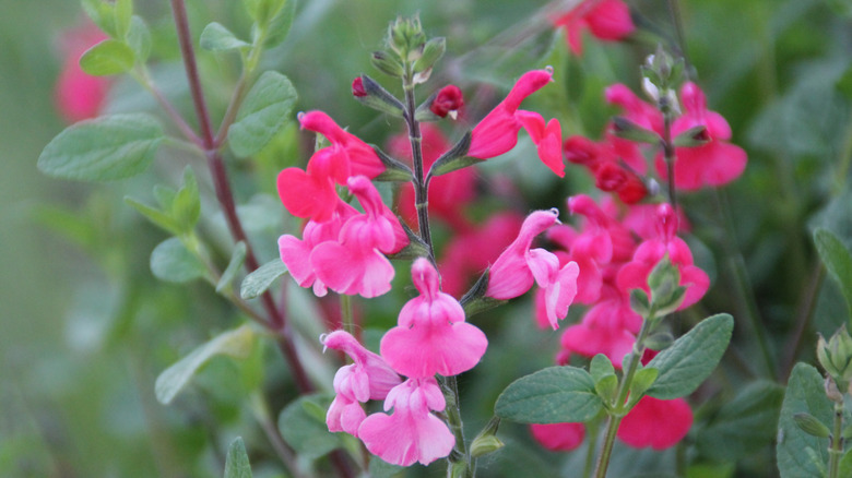 Dark pink flowers on Texas sage