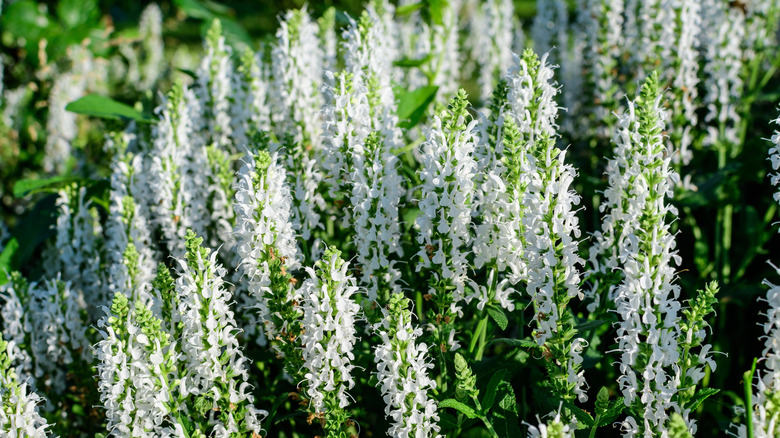 'White Profusion' salvia flowers