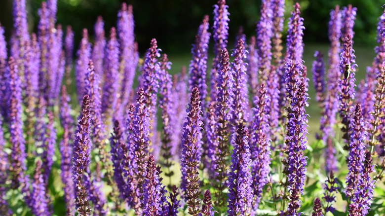 Violet colored blooms on woodland sage flower spikes