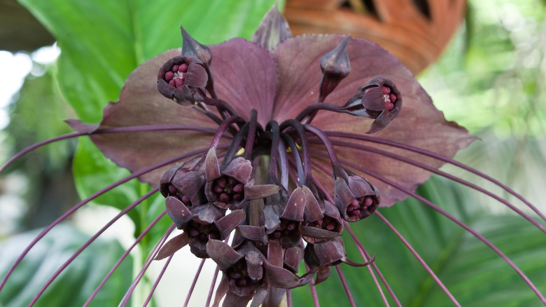 Black bat flower in full bloom with open "wings" and drooping bracts