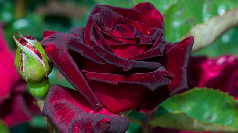 Deep red rose blooming next to a closed bud with foliage and other blooms in the background