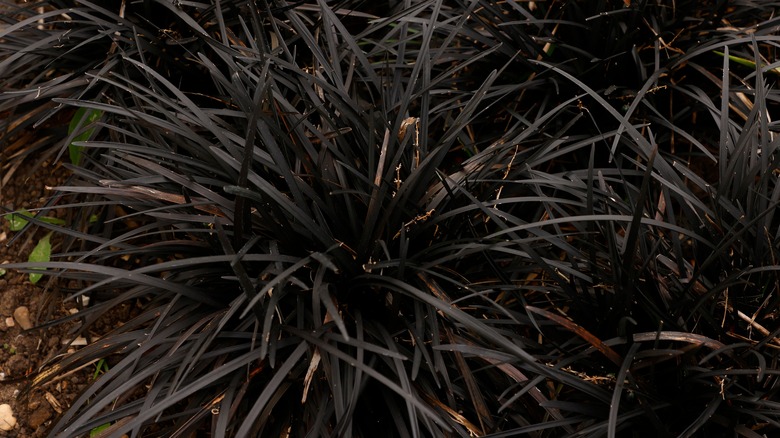 Bush of long flat-leaved black foliage