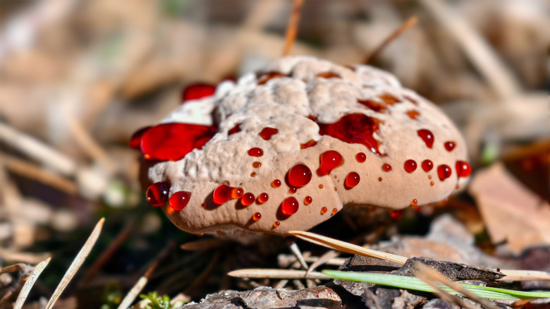 Close up of bleeding tooth fungus with a white cap and red fluid seeping out of open pours.