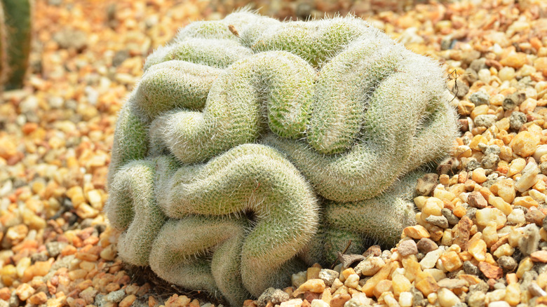 Round, curly brain cactus growing in gravel