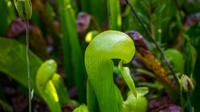 Young cobra lily with foliage in the background