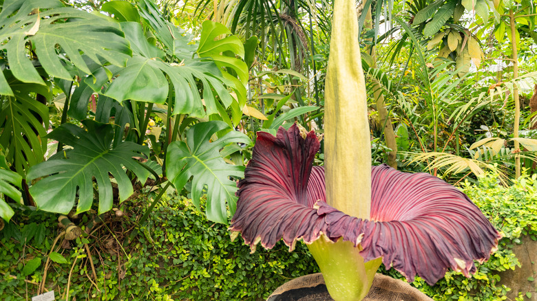 Corpse flower in bloom at a botanical garden