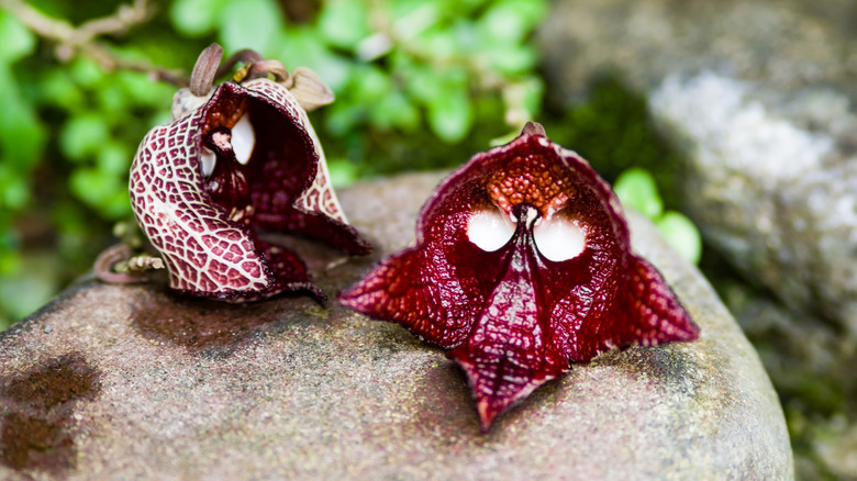 Two darth vader flowers on a rock