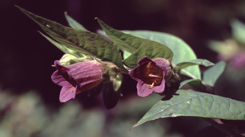 two deadly nightshade flowers with deep green leaves