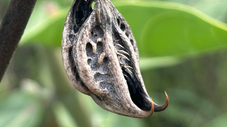 Devils claw seed pod close up