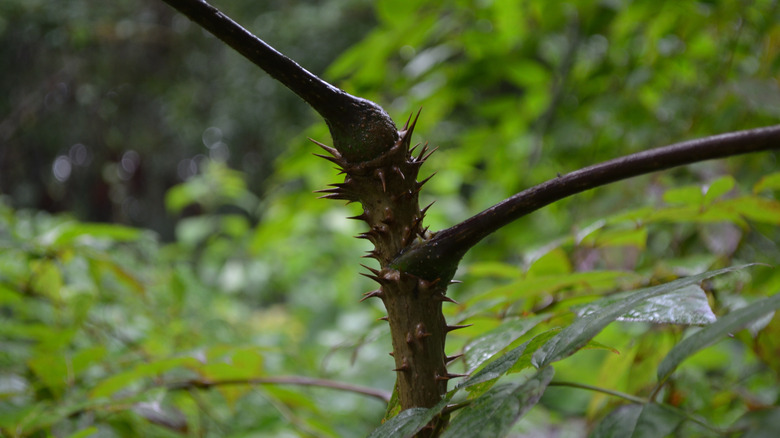 Devils walking stick thorny stem with green foliage in the background