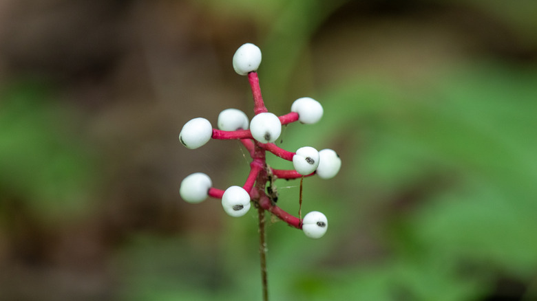 Dolls eye berries with green foliage in the background