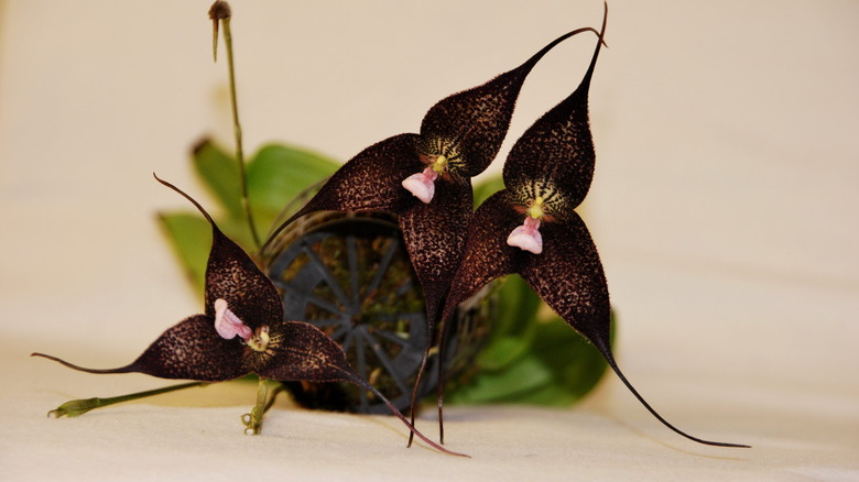Three black Dracula orchids tipped over in a pot on a table
