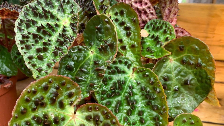 Green and red begonia ferox leaves with black spikes