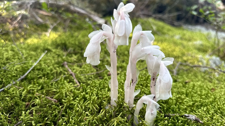 six ghost pipes flowering on a bed of moss