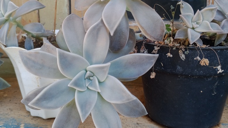 ghost plant succulent in full bloom in a pot