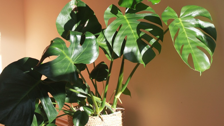 Monstera leaves growing in a pot in a house