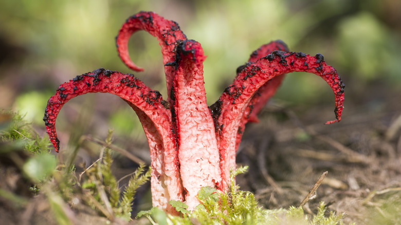 Octopis stinkhorn growing on a forest floor
