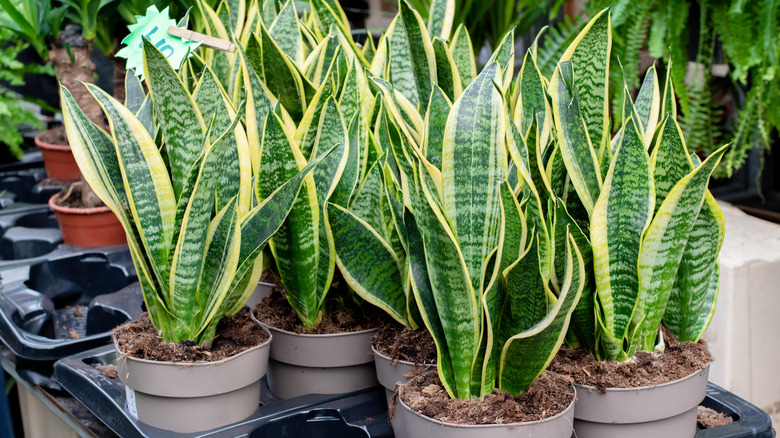 several snake plants in pots at a store