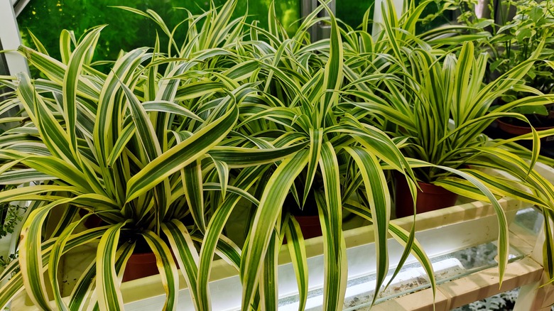 Three spider plants in pots in a tray