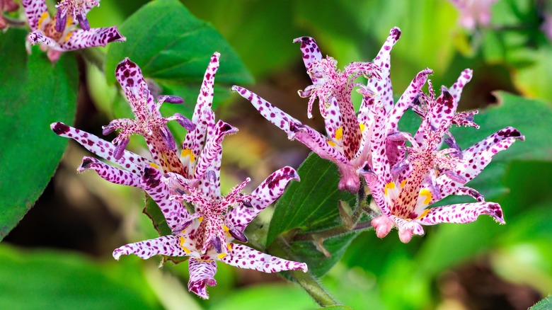 Purple and white toad lily blooms with green foliage