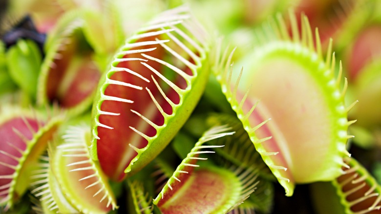 cluster of venus flytraps with open "jaws"