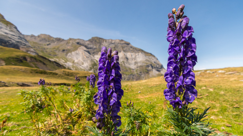 Two spikes of wolfsbane growing on a mountain side