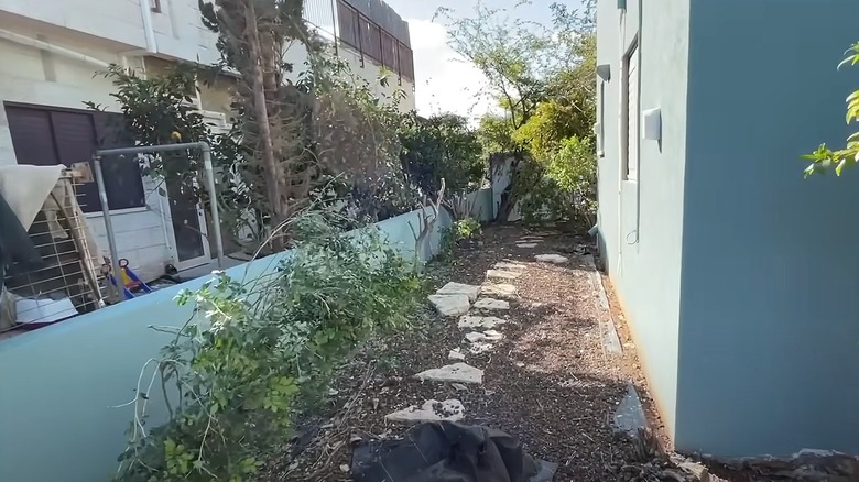 Side yard with overgrown plants