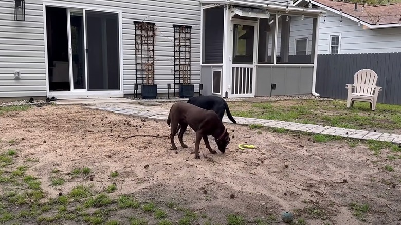 Two dogs exploring a desolate backyard