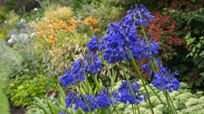 Deep purple apaganthus flowers grow in a garden with multicolored flowers in the background.