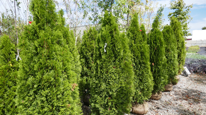Young arborvitae trees with burlap-wrapped root balls wait to be bought at a nursery.