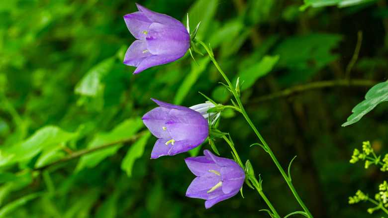 Three bellflower blossoms are open on long, thin stems.