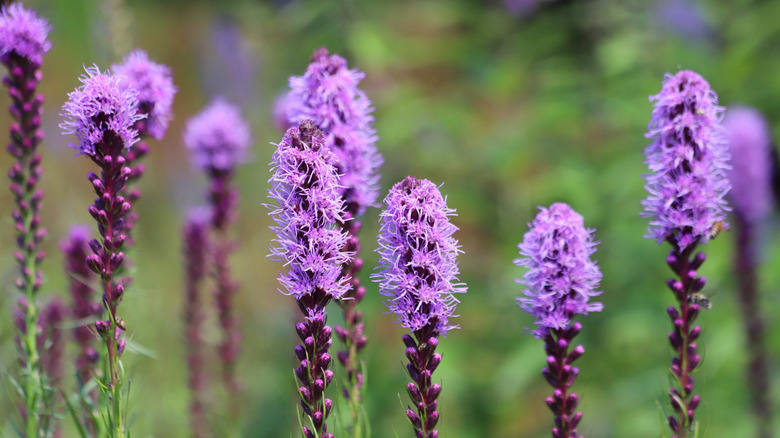 A selection of purple, fluffy blazing star flowers are set against a green blurred background.