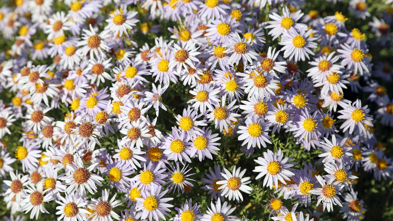 Clusters of yellow and white boltonia are lit by sunlight.