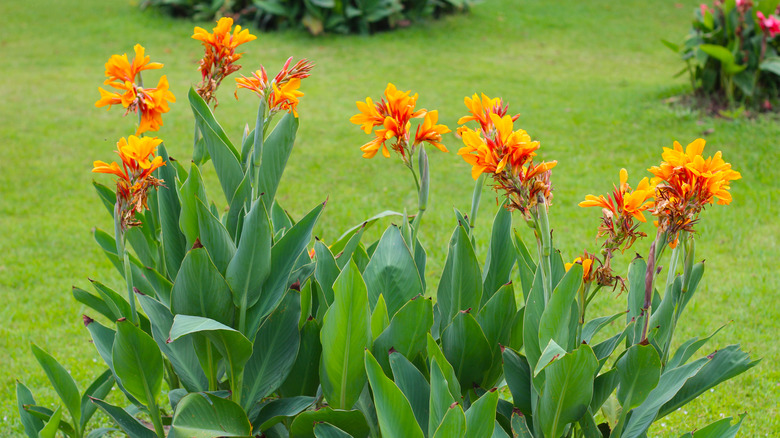 Orange cannas with sage green leaves pop against a manicured lawn.