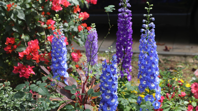 Purple and blue delphinium grow among other flowers in a garden.