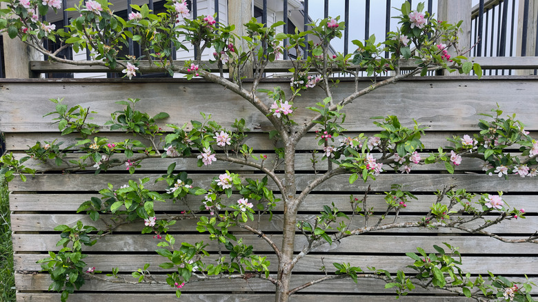A blooming espaliered apple tree grows against a wooden fence.