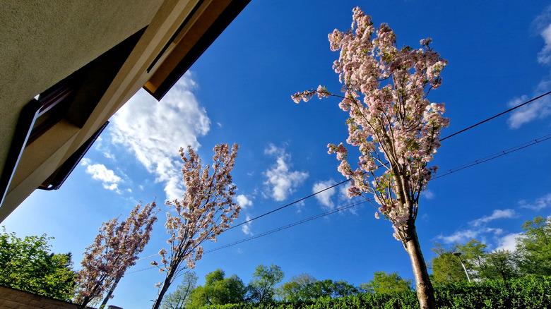 Three young flagpole cherry trees bloom in a small back yard.