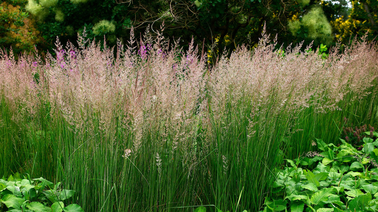 Wispy pinkish Forster's feather reed grass grows in a field.