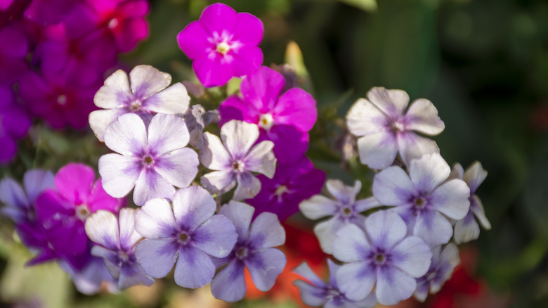 Hot pink and white and lavender phlox are illuminated by the sun.