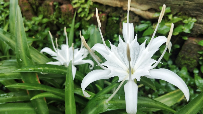Delicate white giant lily flowers are offset by their green foliage.