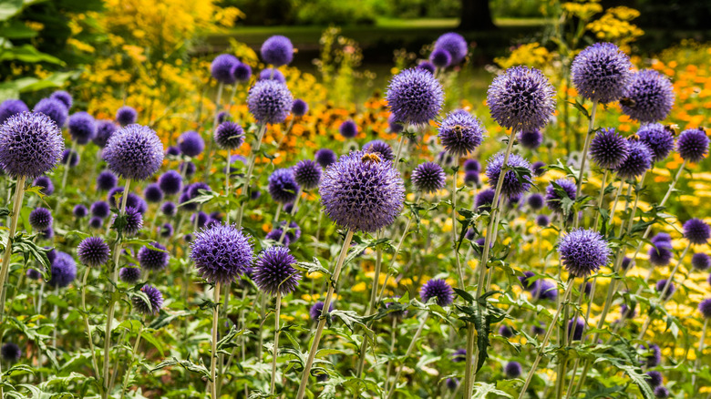 Globe thistles bloom in a garden with yellow and orange flowers in the background.