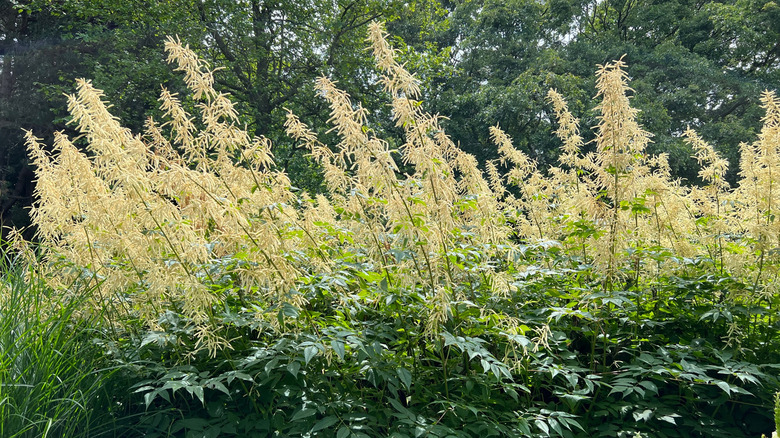Off-white goatsbeard flowers in a wooded area.