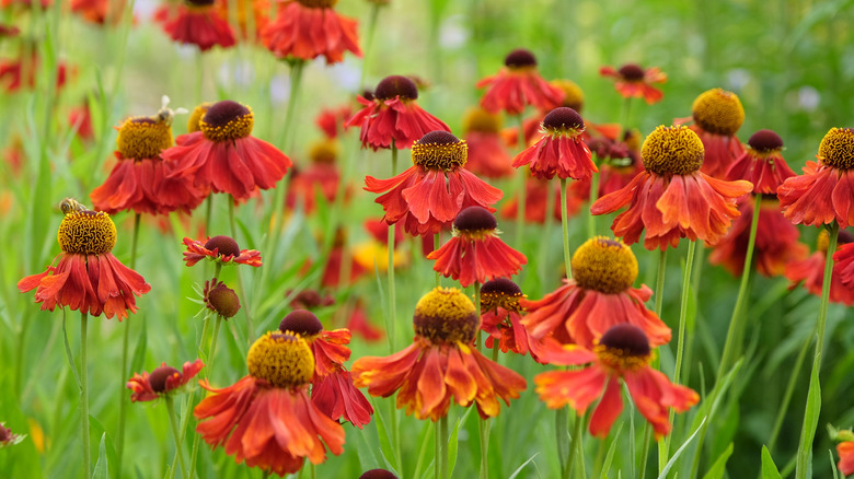 Red-orange helenium bloom against a spring green background.