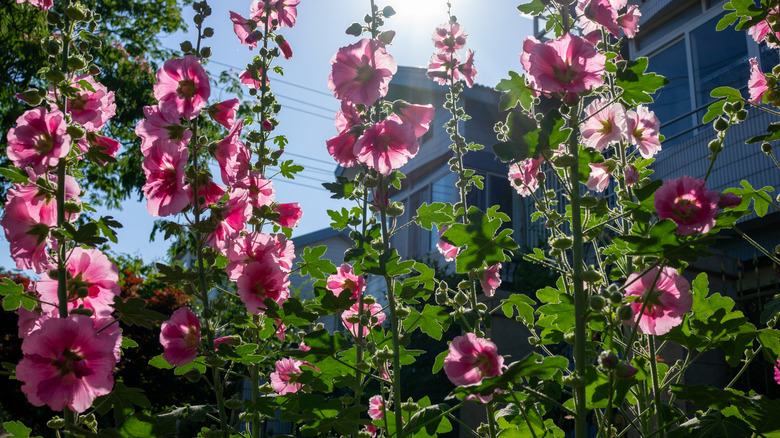 Deep pink hollyhocks tower in a suburban yard.