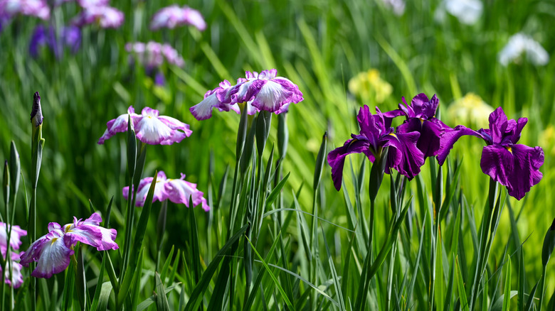 Purple and variegated irises bloom in a sunny field.