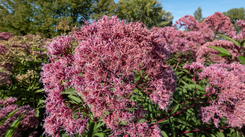 A bush full of blooming mauve Joe Pye weed shines in the sun.