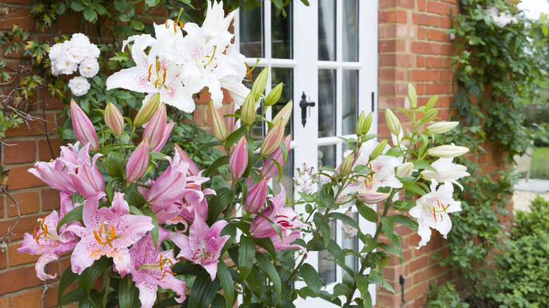 Pink and white oriental lilies grow against a home's brick exterior.