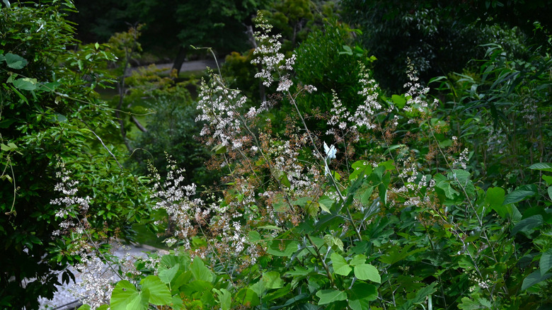 White plume poppy flowers rise above foliage in a garden.