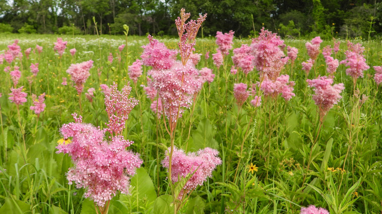 Bubble gum-colored puffs of queen of the prairie rise above grasses in a field.