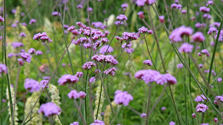 Brilliant light purple verbena grows in a grassy field.
